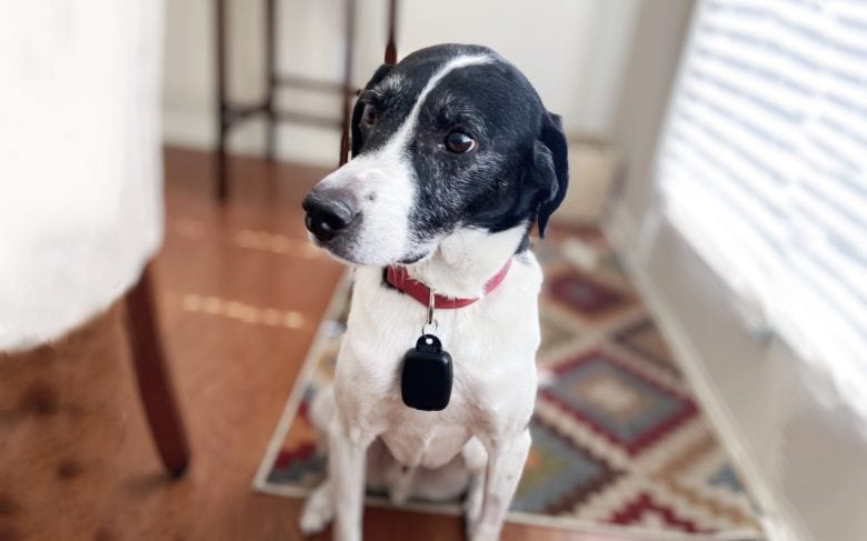 GeoZilla GPS Tracker in plastic case