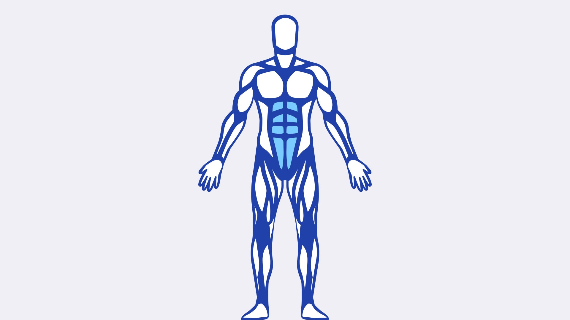The six-pack is technically known as the rectus abdominis