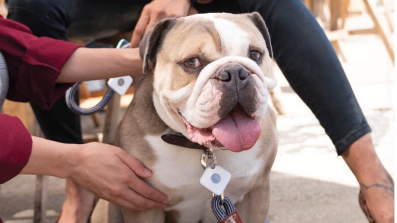 Tile trackers help find lost dogs.
