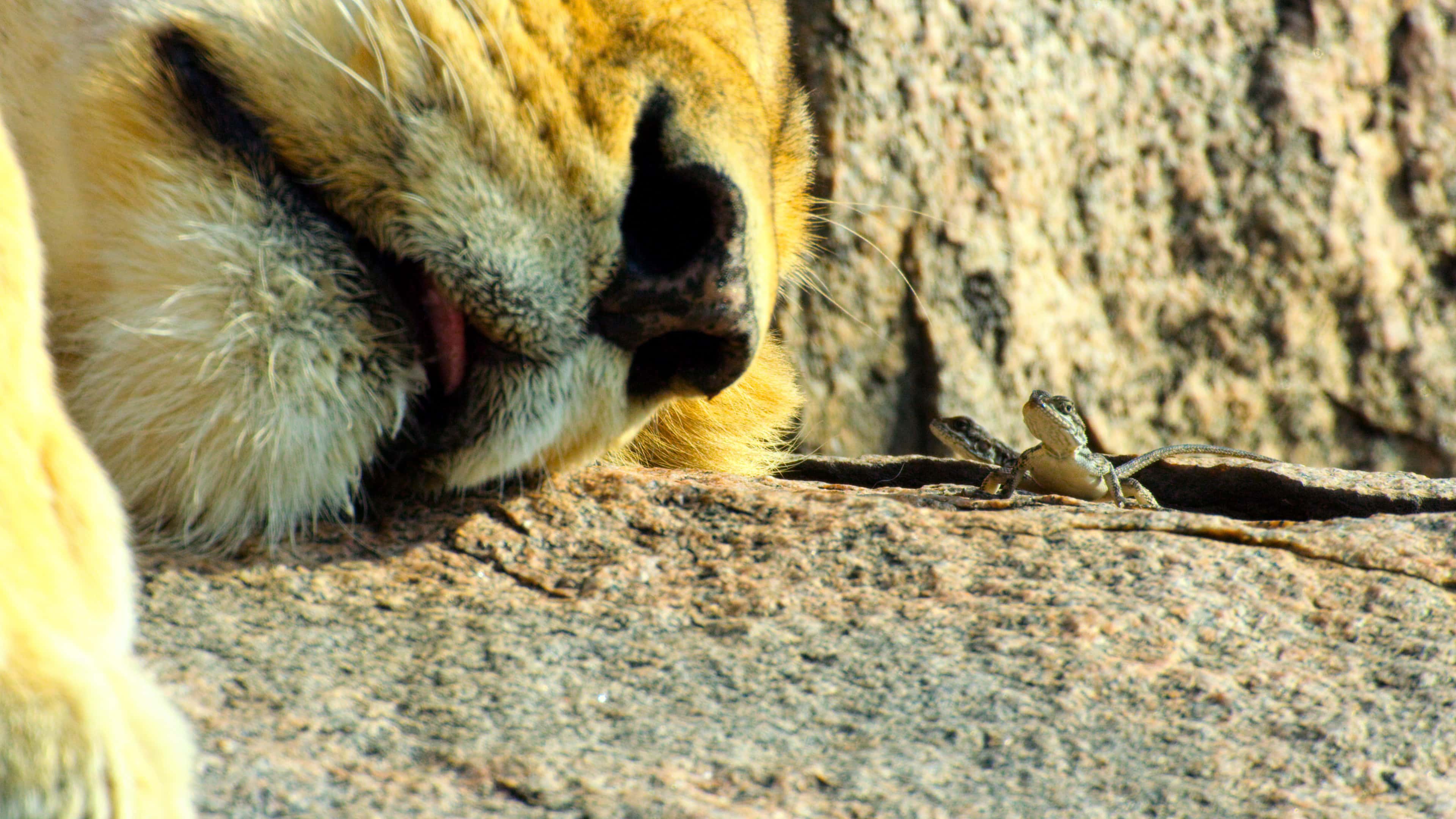 Apple TV+ enters the world of nature docs with the charming 'Tiny World.'