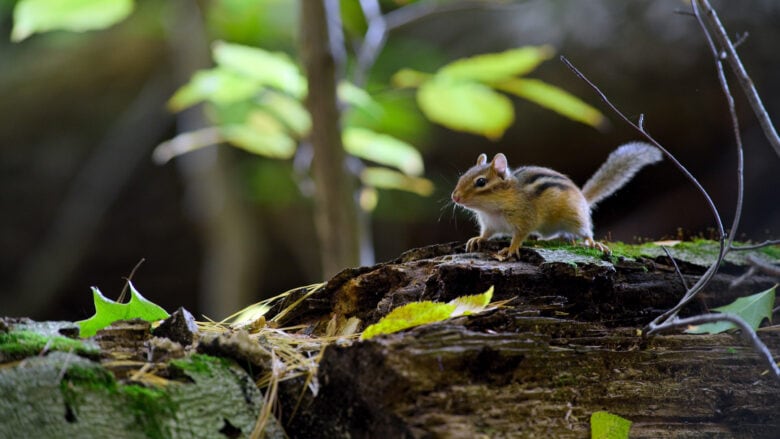 A small rodent sits on a tree in a scene from Apple TV+ nature docuseries "Tiny World."