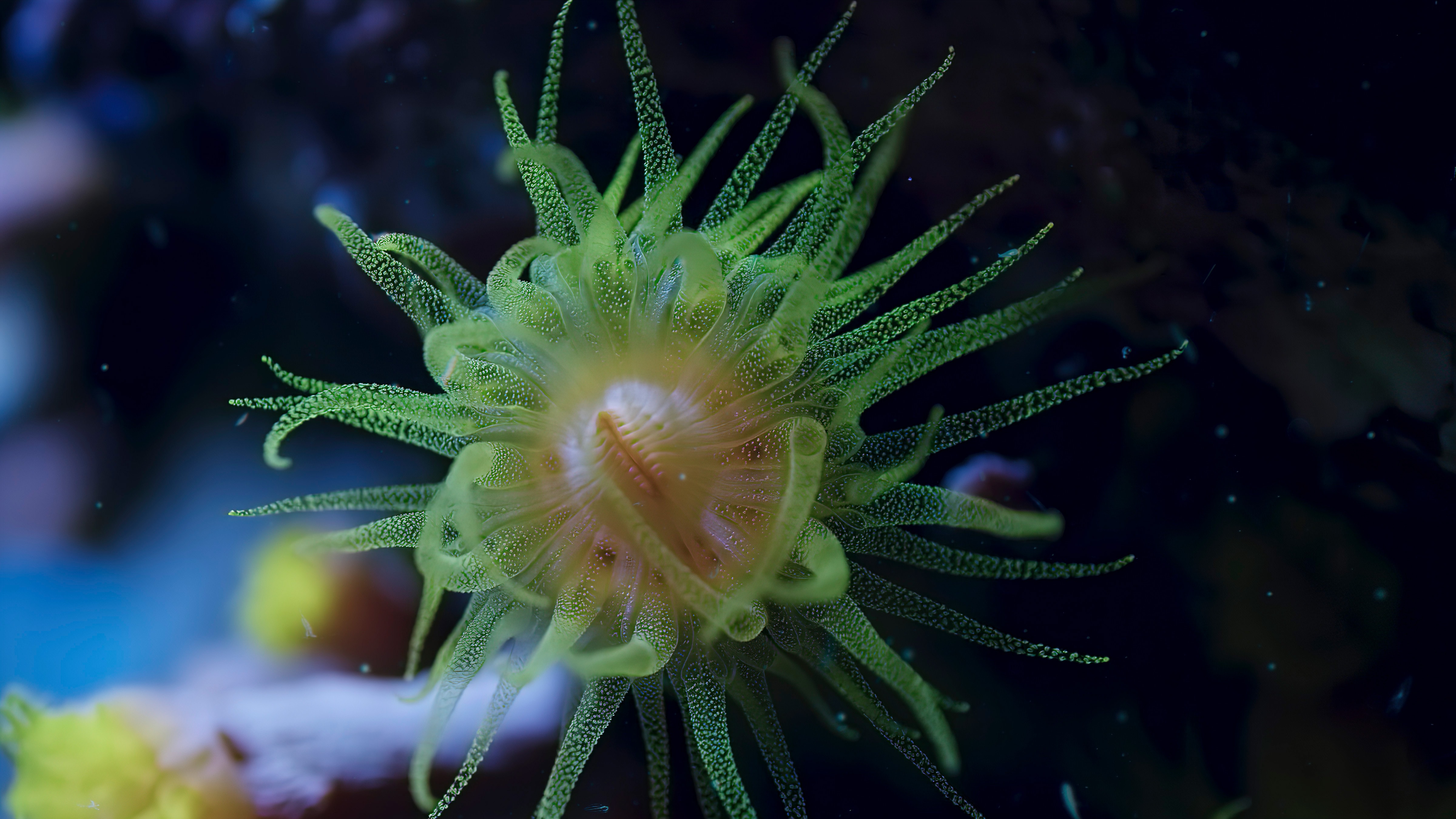 Earth at Night in Color