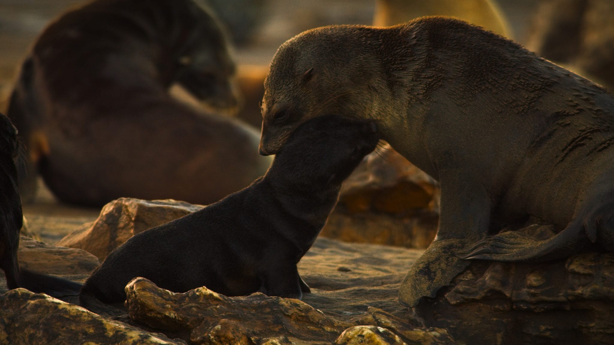 Earth at Night in Color review: Stunning imagery will render you speechless