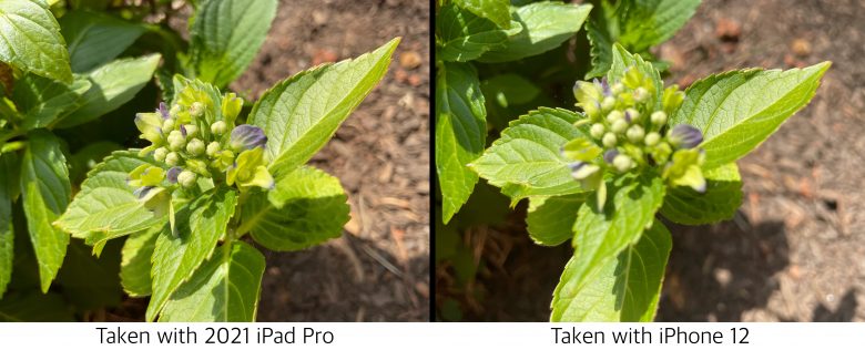 2021 iPad Pro close-up vs. iPhone 12: The iPhone 12 can’t match the iPad Pro at closeup photography.