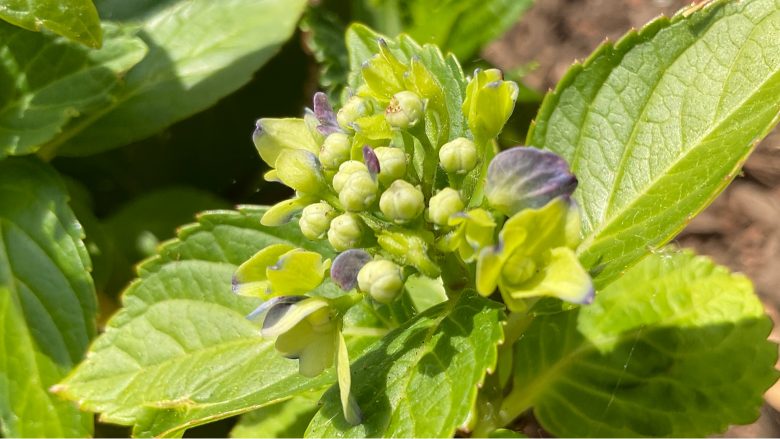 2021 iPad Pro is better than any iPhone at closeup pictures.