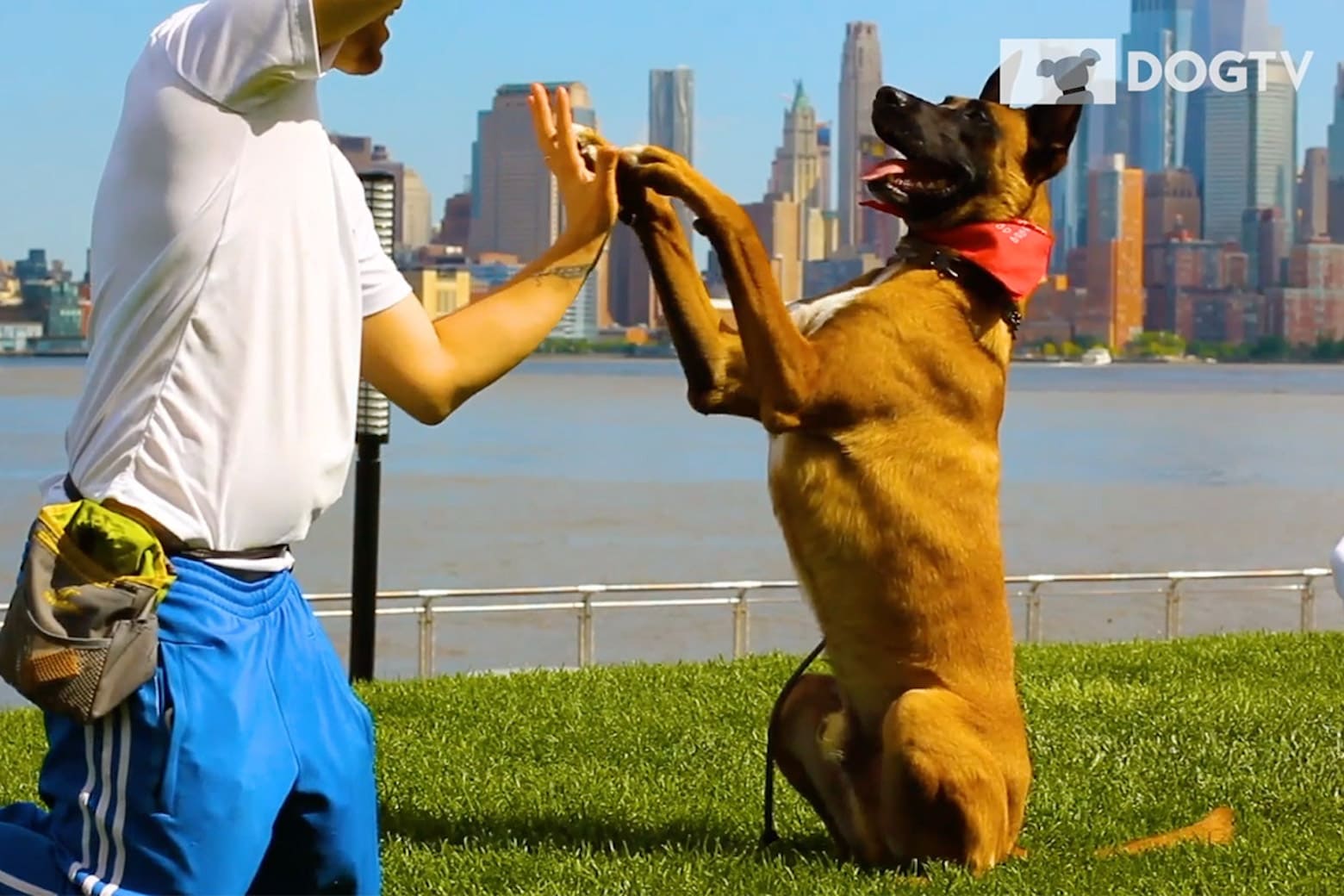 This 70% off bundle was made for your dog.