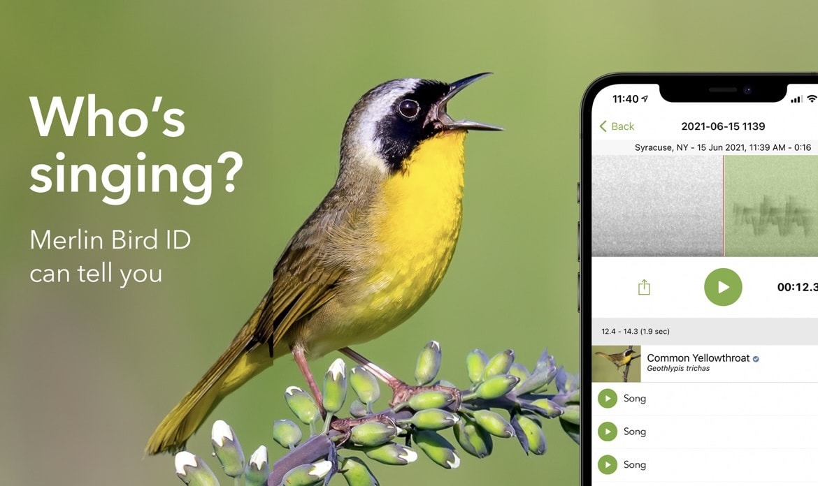 Merlin can help identify birds by sound or photograph