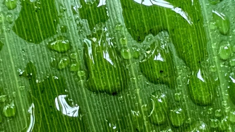 These stunning macro photos will sell you on iPhone 13 Pro