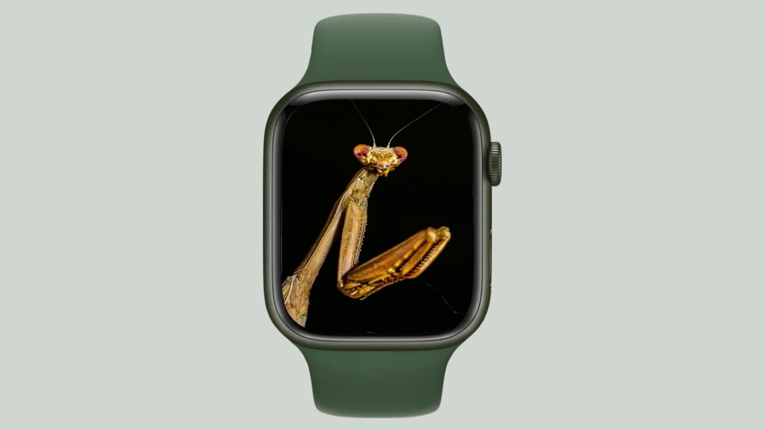 watchOS 8.4.1 is out with mystery Apple Watch bug fixes
