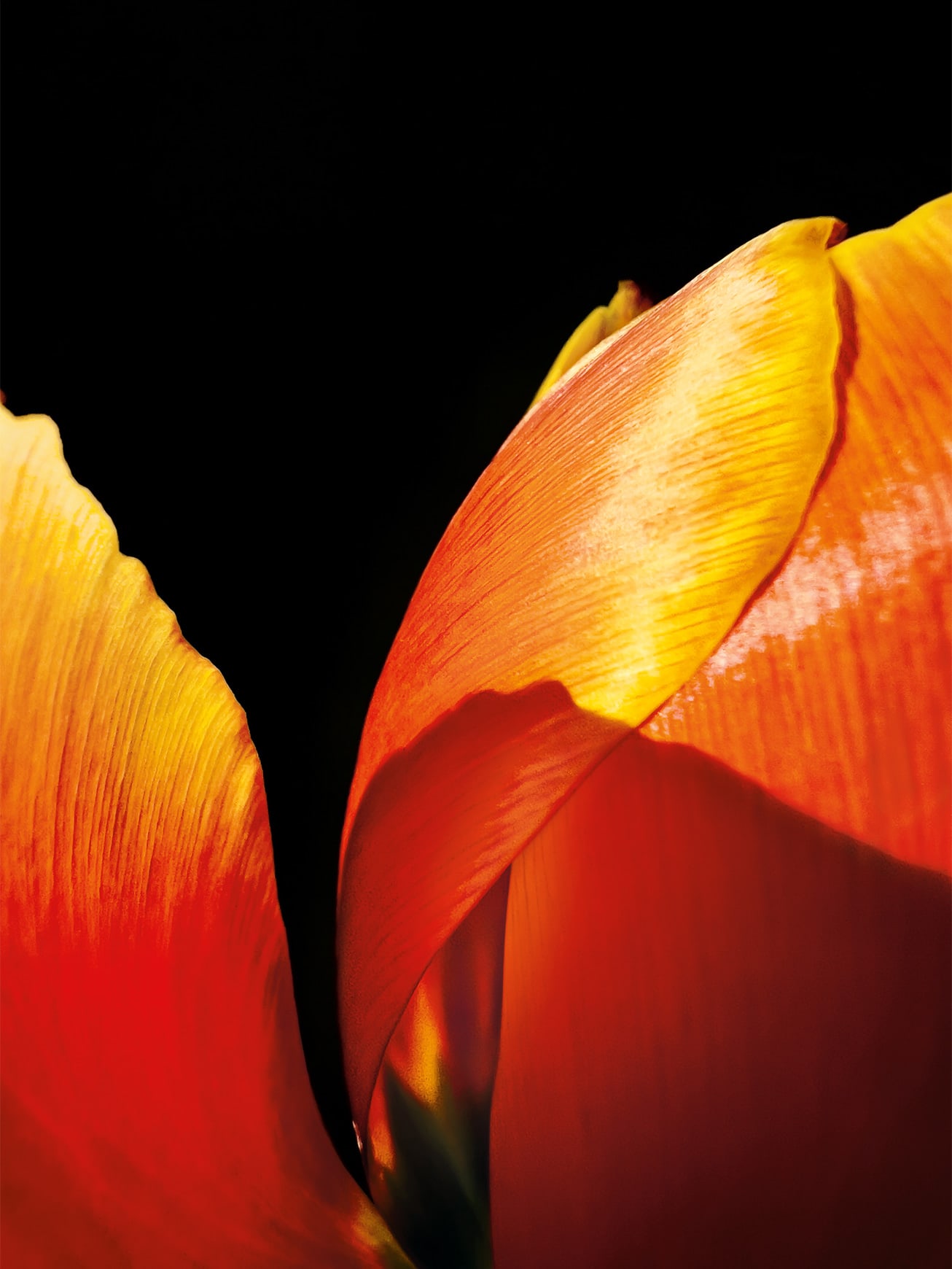 “The Final Bloom” (tulip) by Hojisan (@hojisan_ins). Shot on iPhone 13 Pro Max.