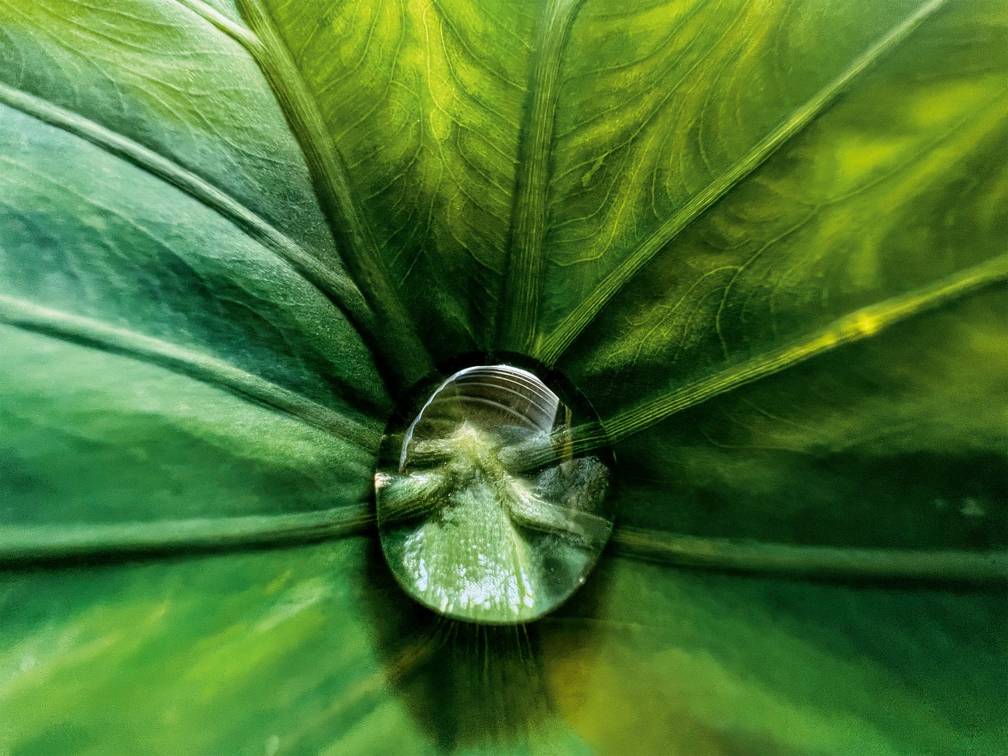 “Hidden Gem” (water bead in leaf) by Jirasak Panpiansin (@joez19). Shot on iPhone 13 Pro Max.