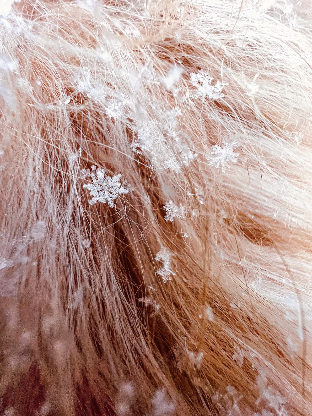“Honeycomb” (snowflakes on dog hair) by Tom Reeves (@tomreevesphoto). Shot on iPhone 13 Pro.