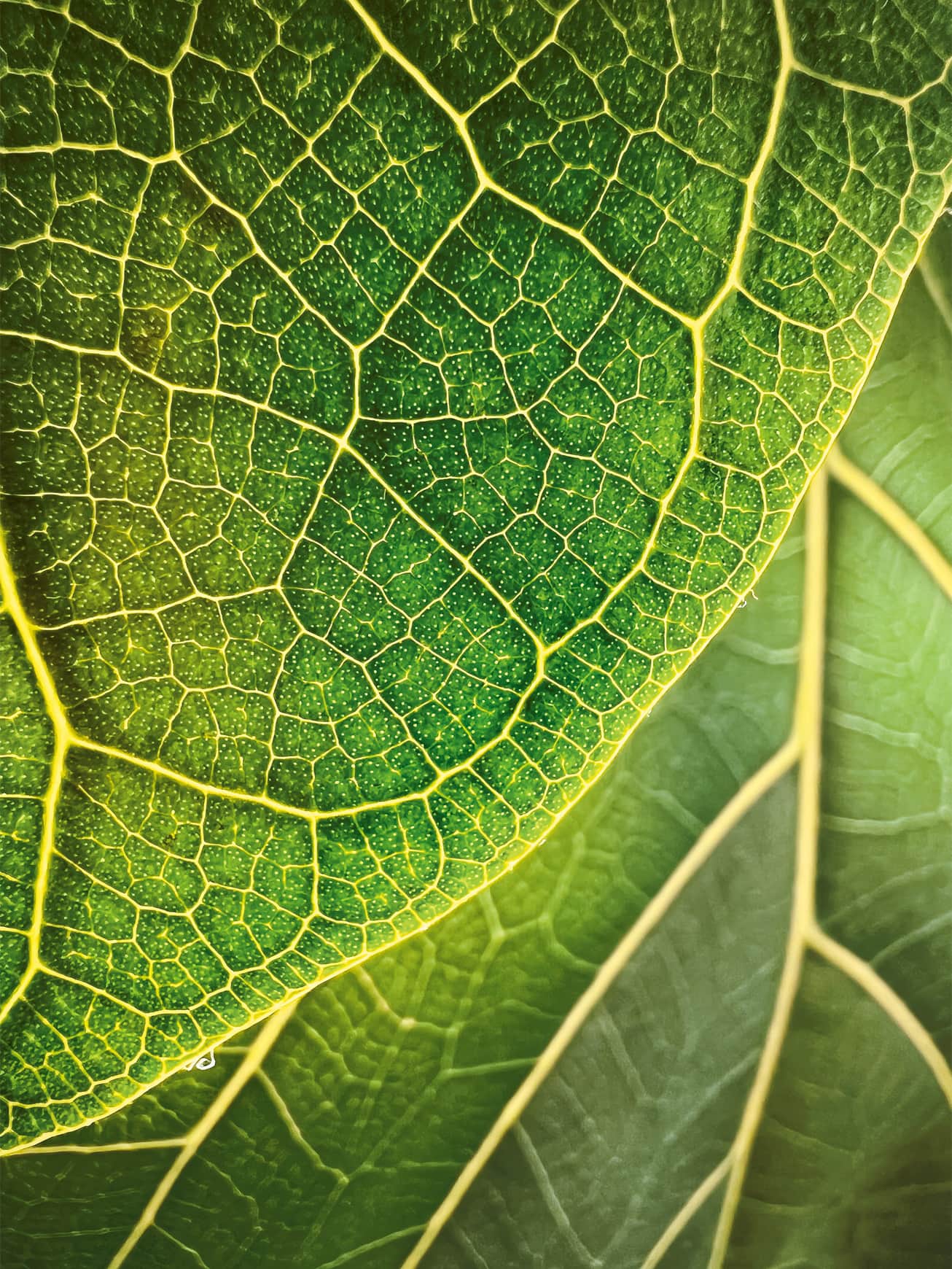 “Leaf Illumination” by Trevor Collins (@trevor.photos) Shot on iPhone 13 Pro.
