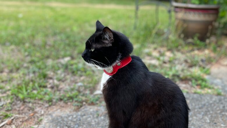 It's much easier to locate a missing cat if she's wearing a collar with an AirTag in it.