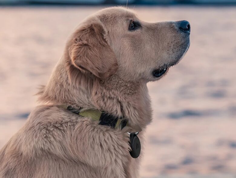 What's more valuable than your best friend?