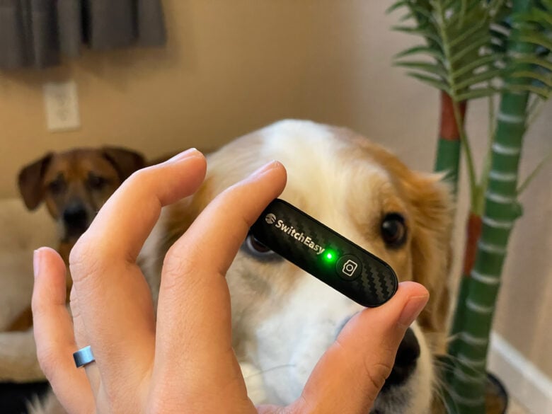 Holding the EasySelfie remote in my hands with two dogs out of focus behind