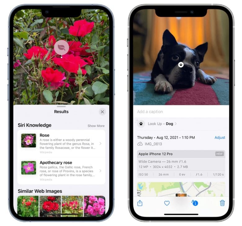 Visual Lookup identifying roses and dogs on iPhone
