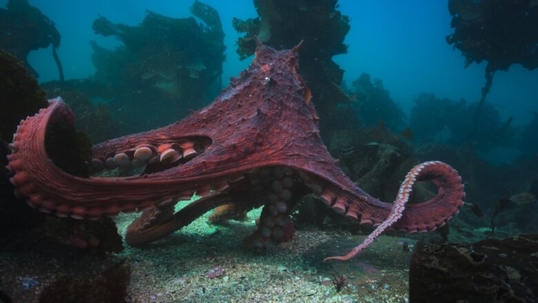 An octopus in “Big Beasts,” premiering Friday, April 21 on Apple TV+.