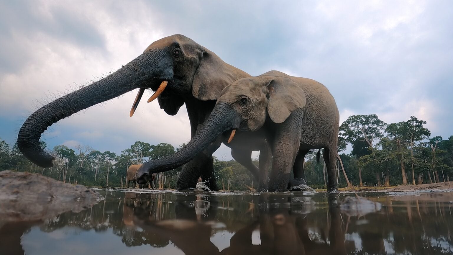 Elephants in “Big Beasts,” premiering Friday, April 21 on Apple TV+.