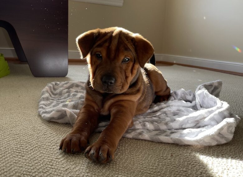 Wrinkly Shar Pei basking in the sunlight from a nearby window