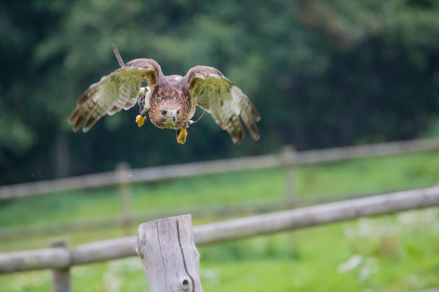 Super telephoto photo of a hawk