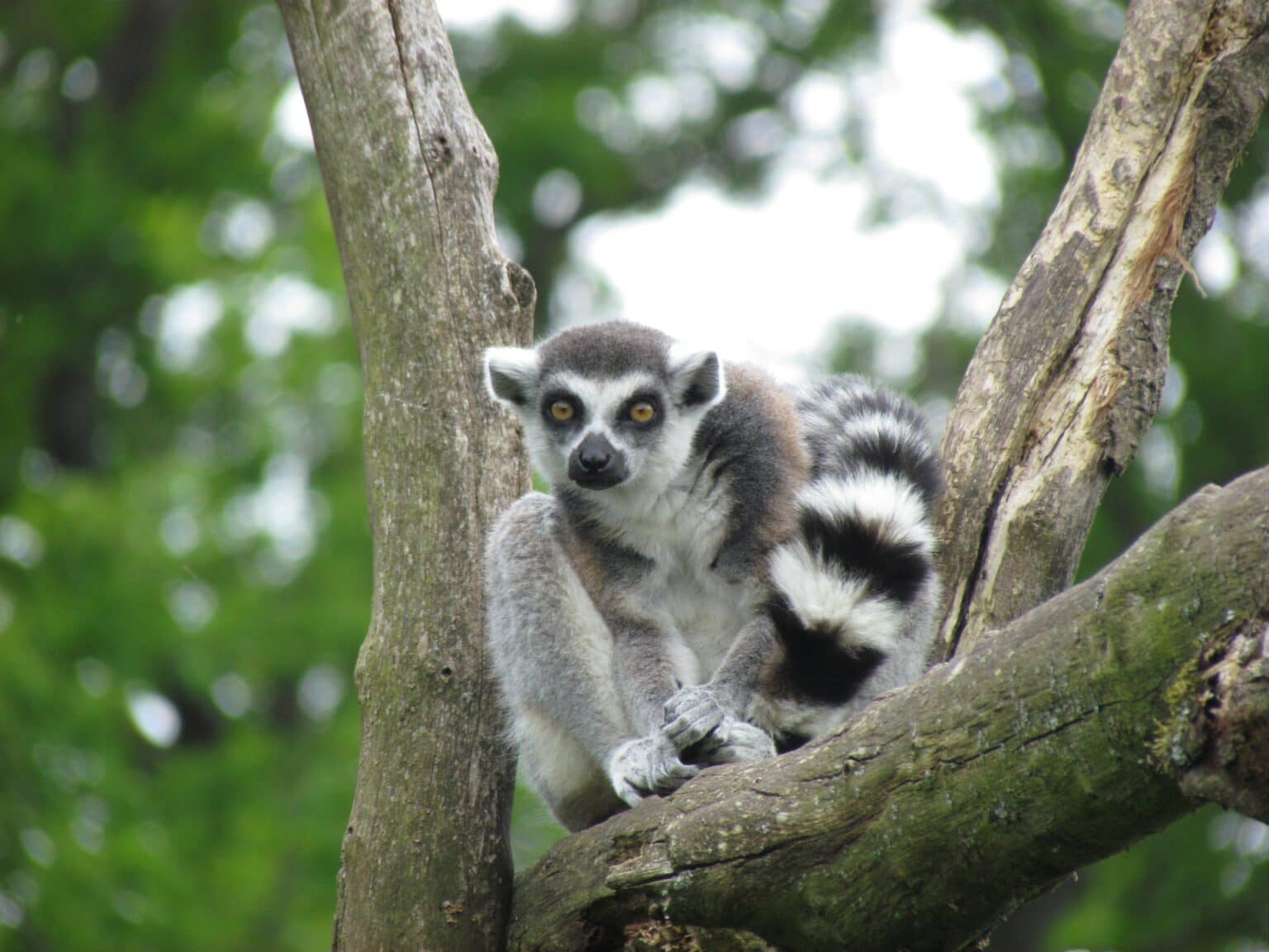 A ring-tailed lemur is just one of the creatures you'll meet.