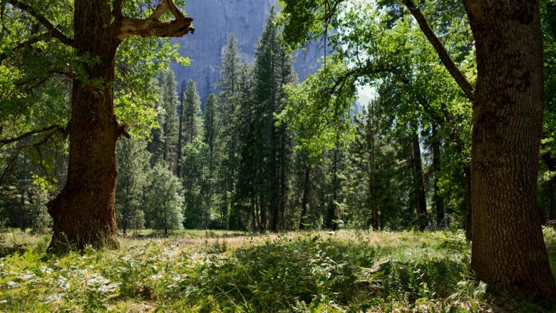 Like much of Yosemite and El Capitan itself, El Capitan Meadow is stunningly beautiful.