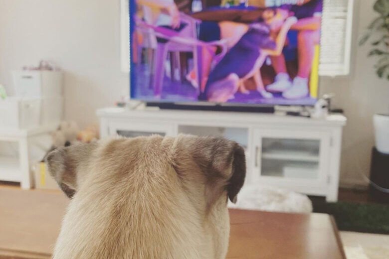 Keep your furry friend entertained with a lifetime subscription to DOGTV, now only $149.99.