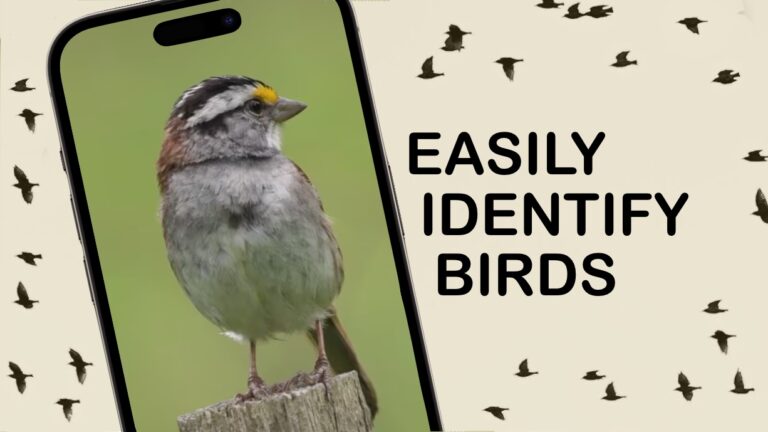 Merlin Bird ID