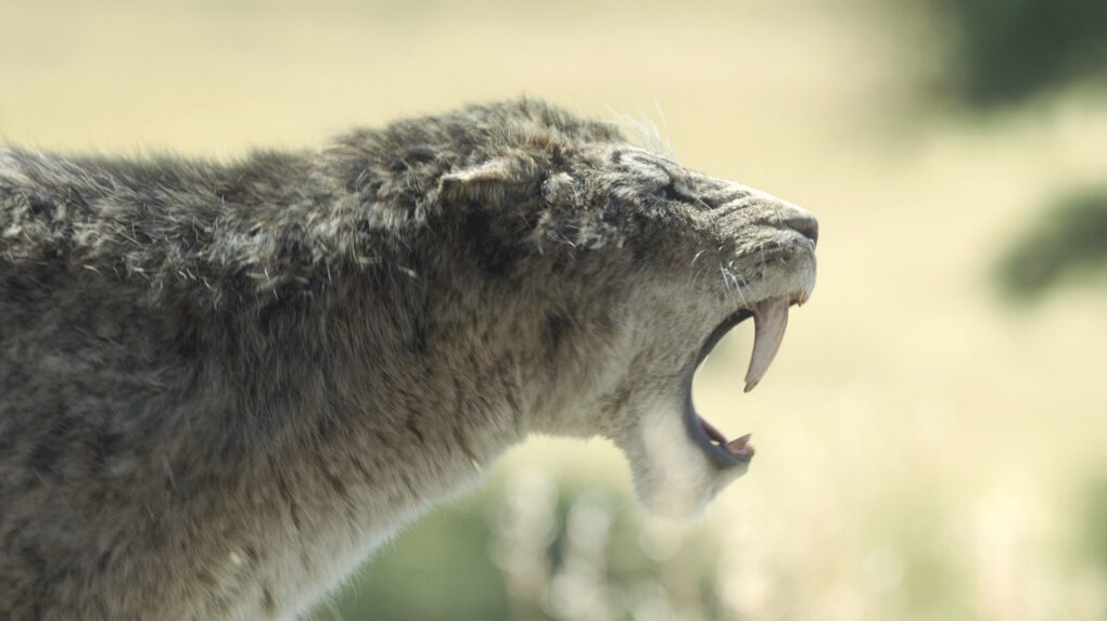 Prehistoric Planet: Ice Age Season 1: saber-toothed tiger