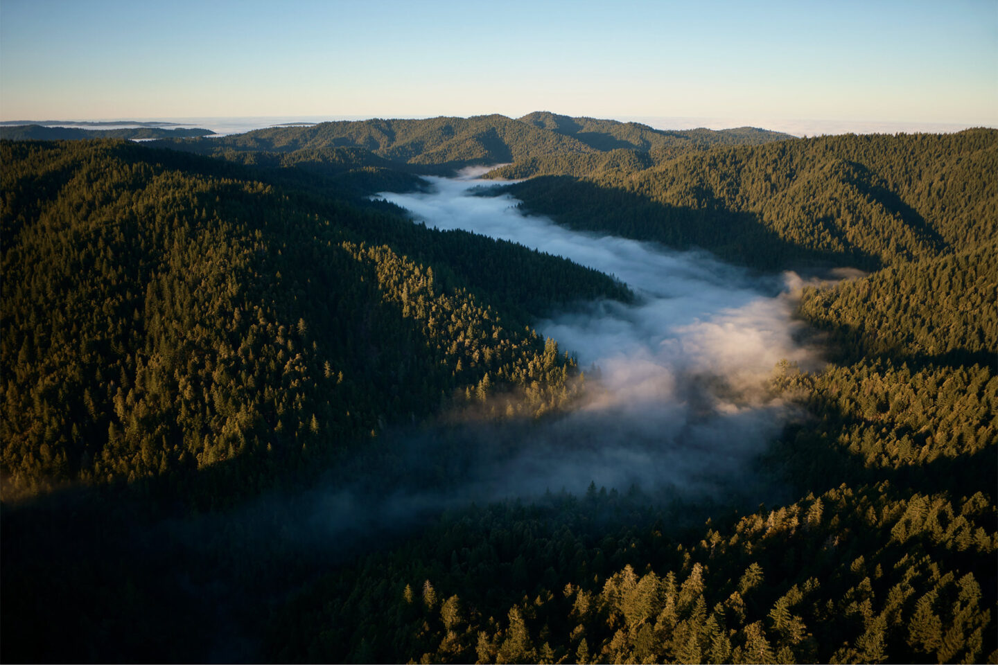 Apple protects redwood forests