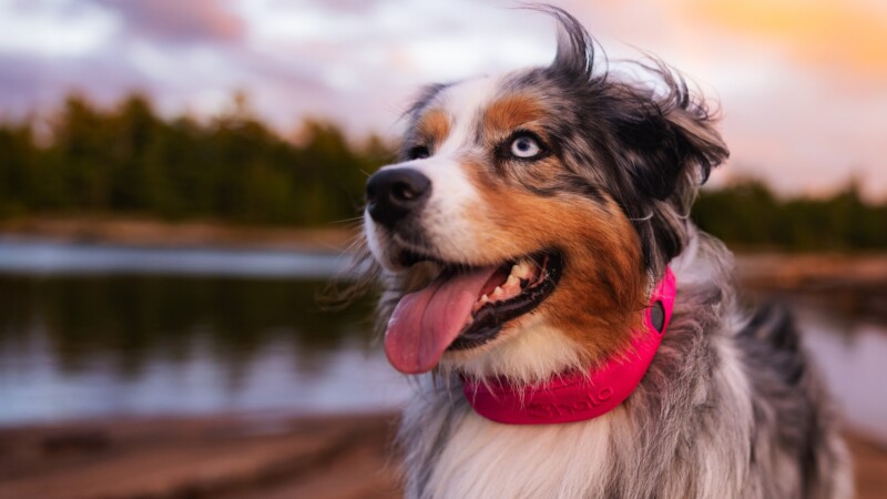 Halo Collar 5 review