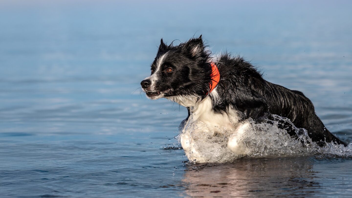 Halo Collar 5 is waterproof Halo Collar 5 is waterproof