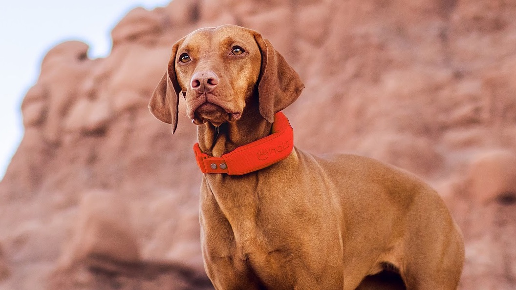 Halo Collar 5 on vacation Halo Collar 5 on vacation