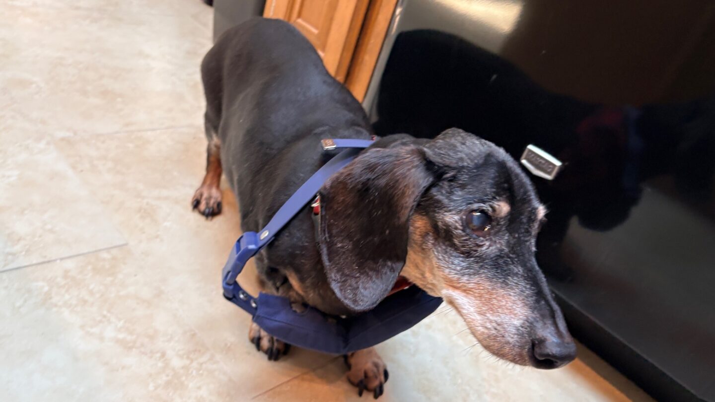 Halo Collar 5 not in use Halo Collar 5 not in use