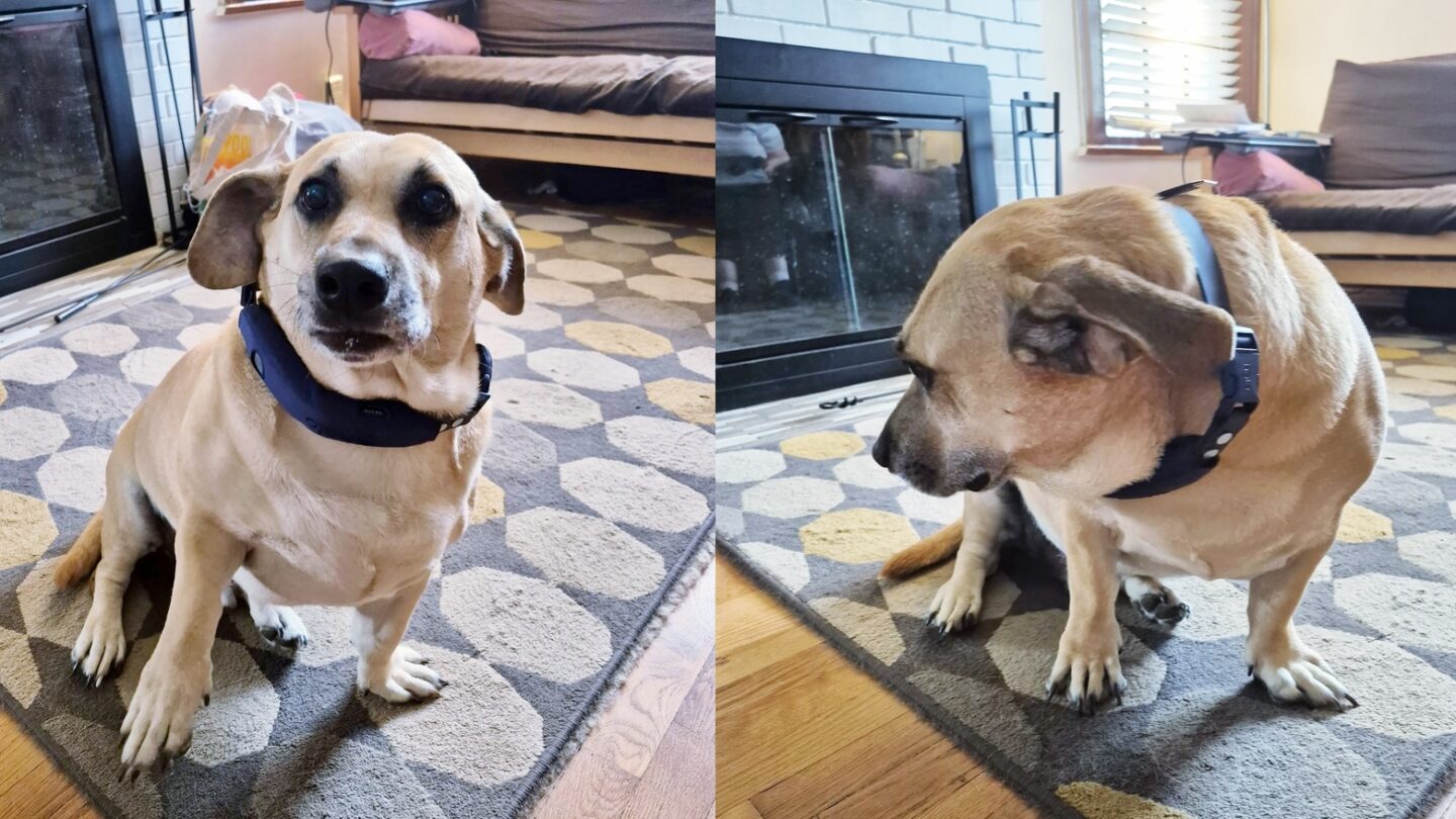 Halo Collar 5 in use Halo Collar 5 in use