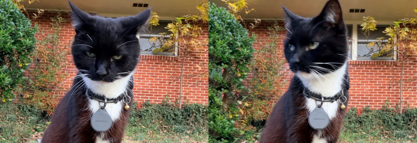 Pebblebee Clip 5 on a pet