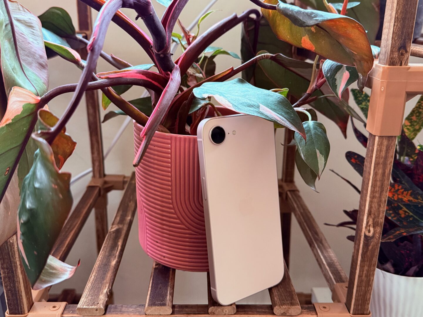 Pink iPhone 17e on a wooden plant stand, leaning on a pink princess plant in a pink pot.
