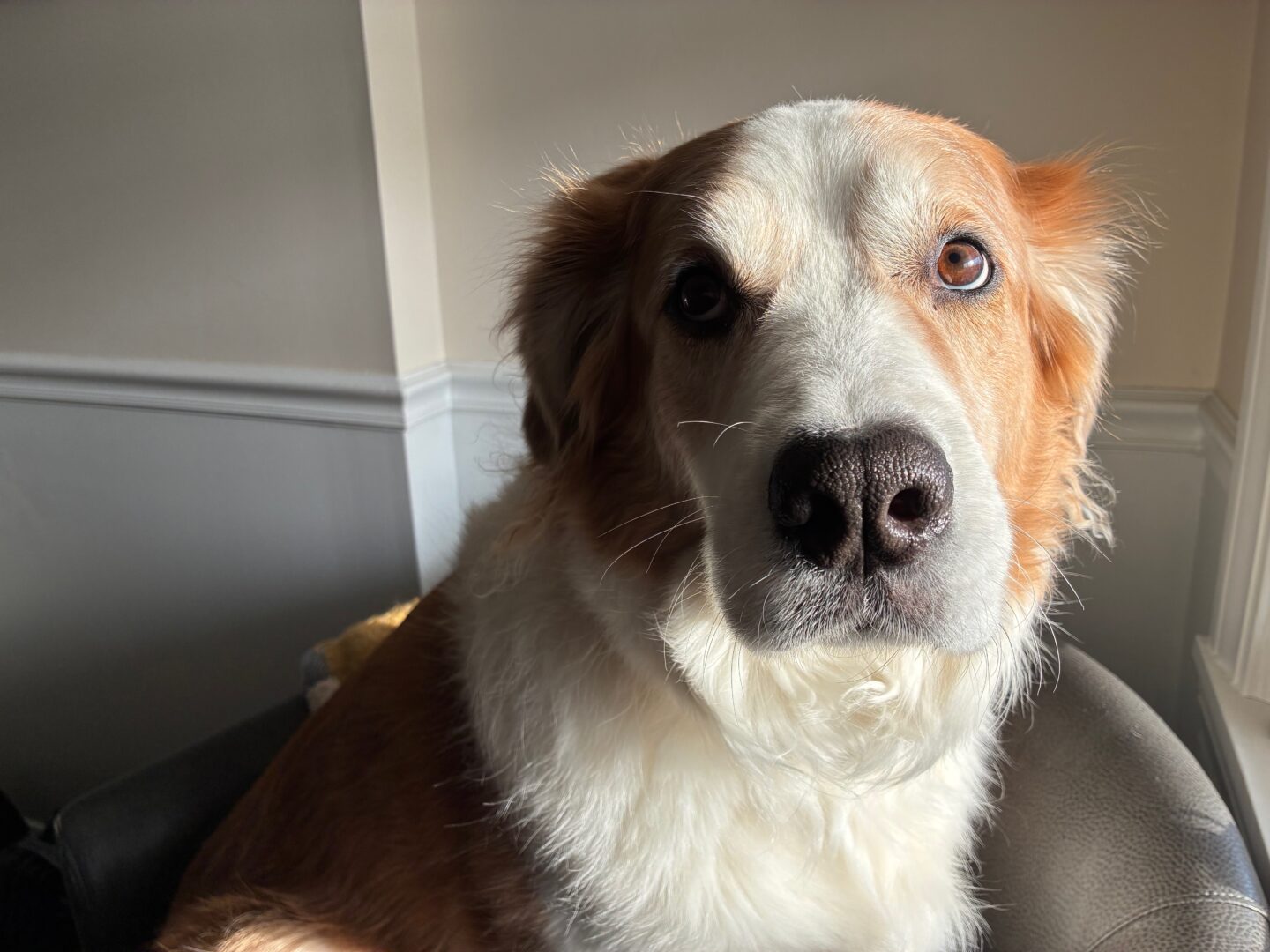 Photo of a gorgeous fuzzy orange and white dog, Indy, sitting on a gray pleather chair in front of a window at sunset, light falling on half her face, lighting up her right eye, staring intensely but gently at the photographer