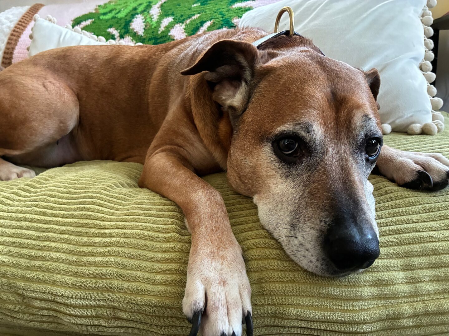 An old brown mutt dog with big sad eyes, laying on a green corduroy sofa among some pillows and a knit blanket.
