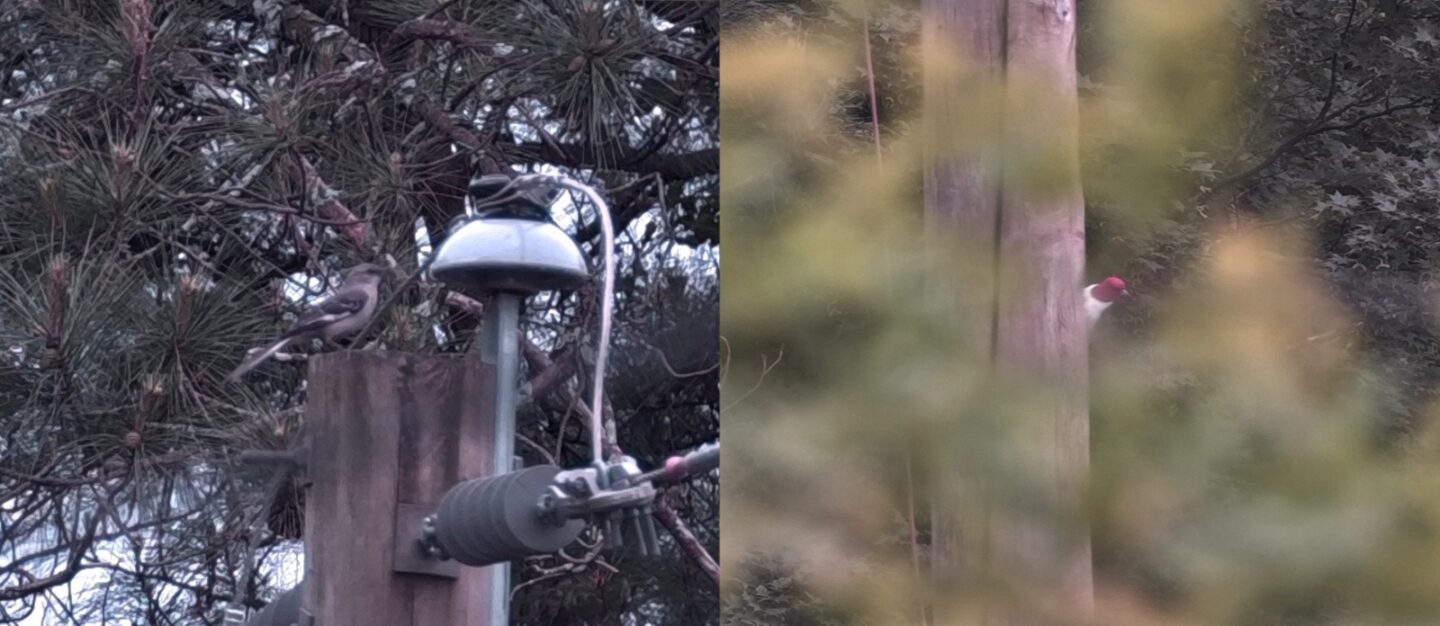 DwarfLab Dwarf Mini Smart Telescope: Birdwatching 