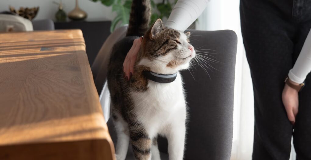 Tractive pet trackers