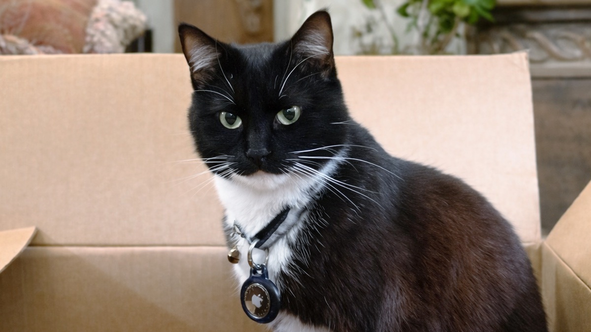 AirTag_2_pet tracker_01 AirTag 2 is an even better pet tracker than its predecessor.