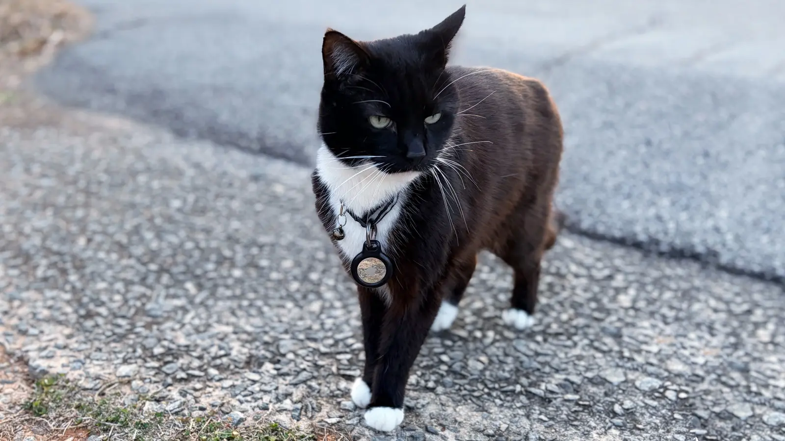 Why AirTag 2 makes an even better pet tracker