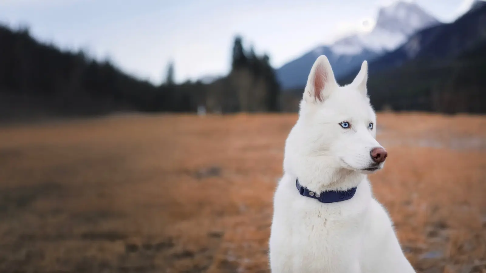 Best GPS dog collar gets better with Precision+ tracking&hellip;